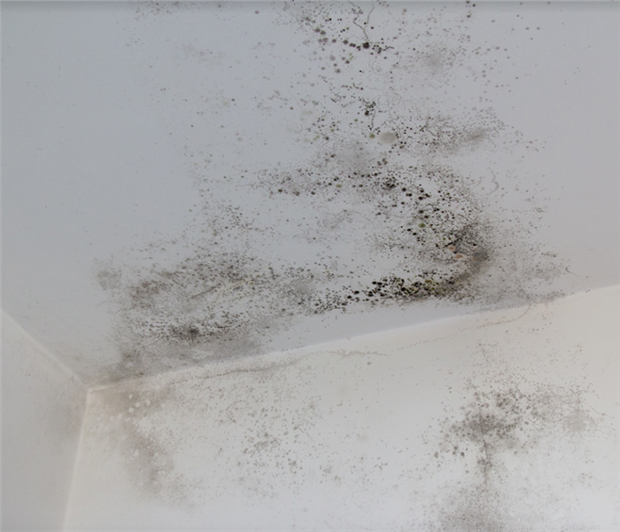 mold growing on a white wall of a home